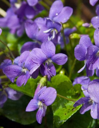 activite-violettes-sucre-enfant-babilou