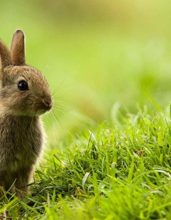 atelier-motricite-animaux-babilou-light