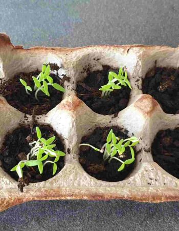 activite-recyclage-et-jardinage-babilou