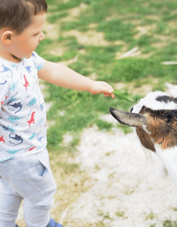 chevre-babilou-marcoussis1