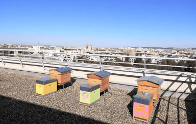 installation-ruches-abeilles-babilou