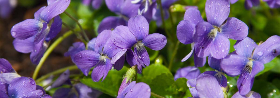 activite-violettes-sucre-enfant-babilou