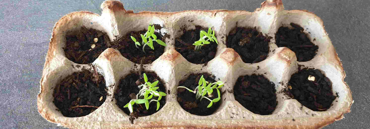 Première activité de jardinage avec les tout-petits - Activités pour enfant  - Môme des bois