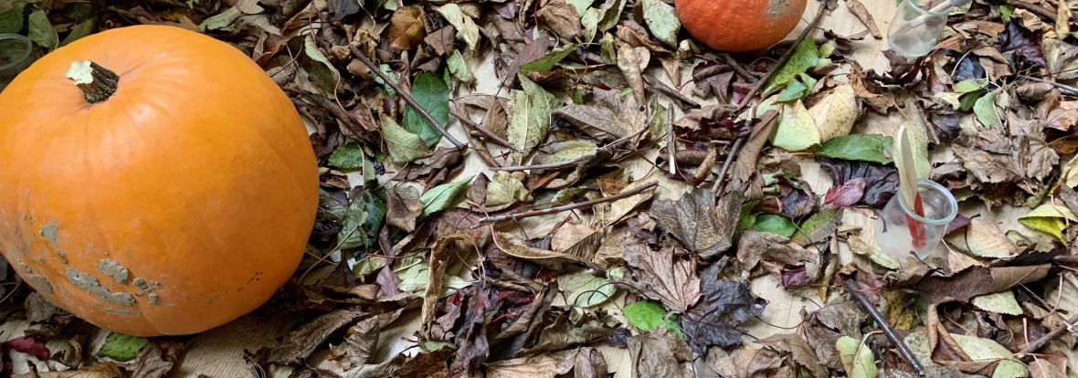 Provocation à la nature avec un sol tapissé de feuilles mortes