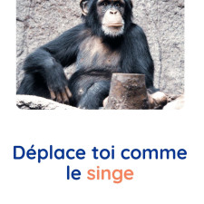 motricite-animaux-singe-babilou