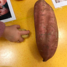 Activité légumes - patates douces - Babilou