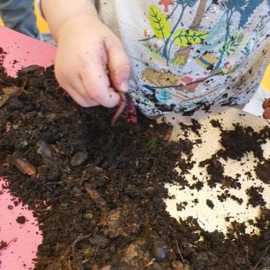 Observer les insectes - animaux - Babilou