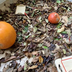 Provocation à la nature avec un sol tapissé de feuilles mortes