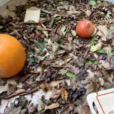 Provocation à la nature avec un sol tapissé de feuilles mortes