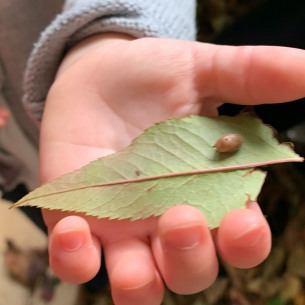 Manipulation d'une feuille par un enfant